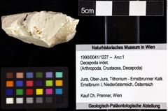 Foto (Objket + Etiketten) von Decapoda indet. 